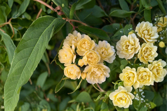 Lady Banks Yellow Climbing Rose Live Plant – 1 QT Rosa banksiae 'Lutea' – Vibrant Yellow Blooming Climber for Garden & Trellis