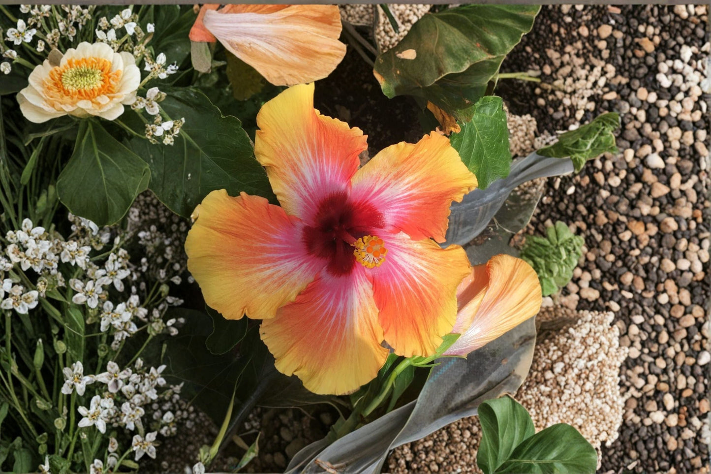 Sensation Hibiscus Plant – Hibiscus rosa-sinensis ‘Sensation’ – Tropical Flowering Plant for Garden or Patio