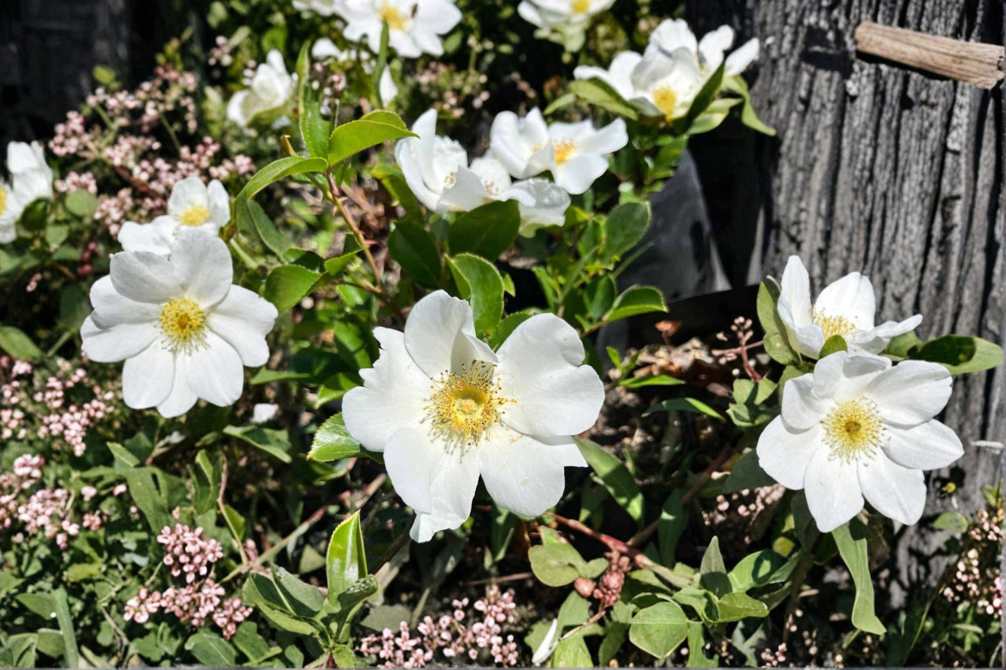 Cherokee Rose Live Plant – Bare Root White Climbing Rose – Rosa laevigata – Fragrant Garden Flower for Trellises and Fences