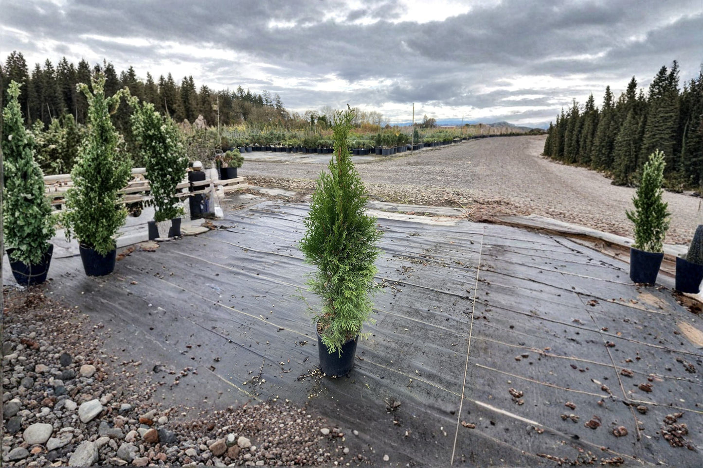 Emerald Green Arborvitae Plant – Thuja occidentalis ‘Smaragd’ Evergreen Shrub for Hedges and Privacy Screens