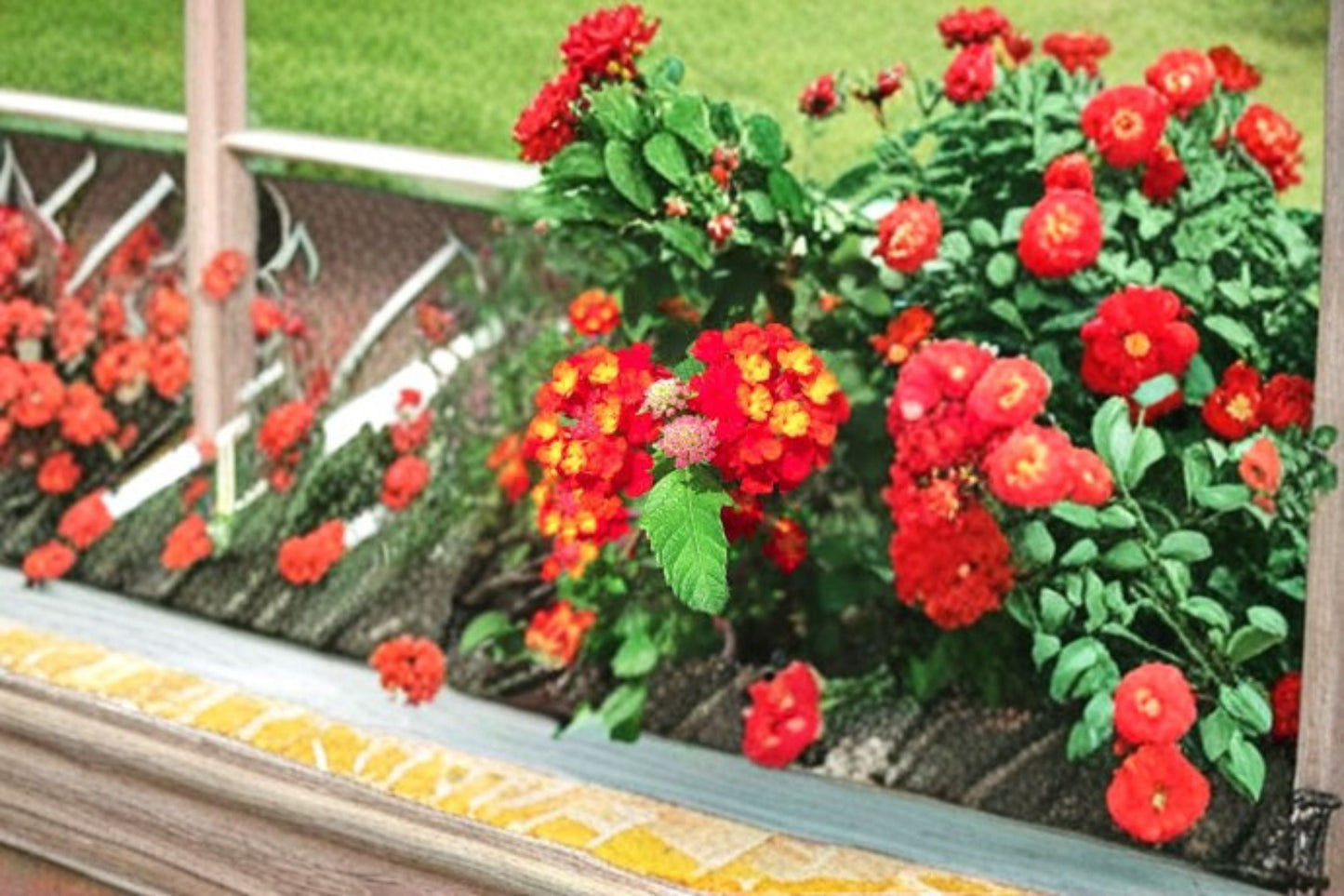 Dallas Red Lantana Plant – Lantana camara ‘Dallas Red’ with Vibrant Red Flowers for Gardens & Containers