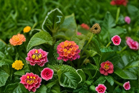 Lantana camara Live Plug Plant – Chapel Hill Pink Huff – 1-3 Inch Tall Flowering Shrub for Garden & Containers