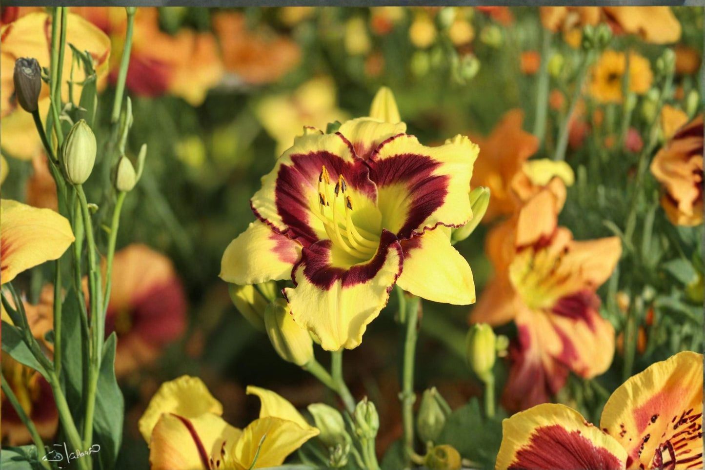 El Desperado Daylily Live Plant – Yellow Perennial Flower for Garden Borders Hemerocallis fulva