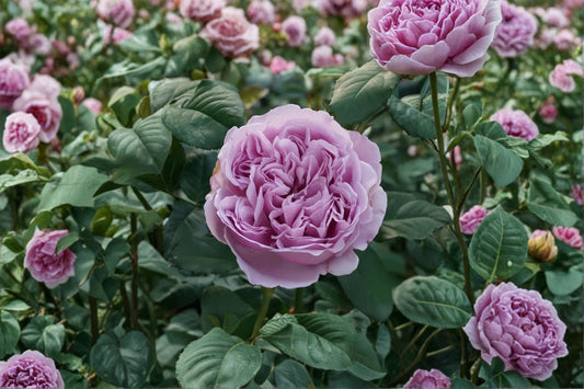 Karen Rose Own Root Live Plant – Blue Purple Fragrant Japanese Rose – Rosa x odorata var. japonica
