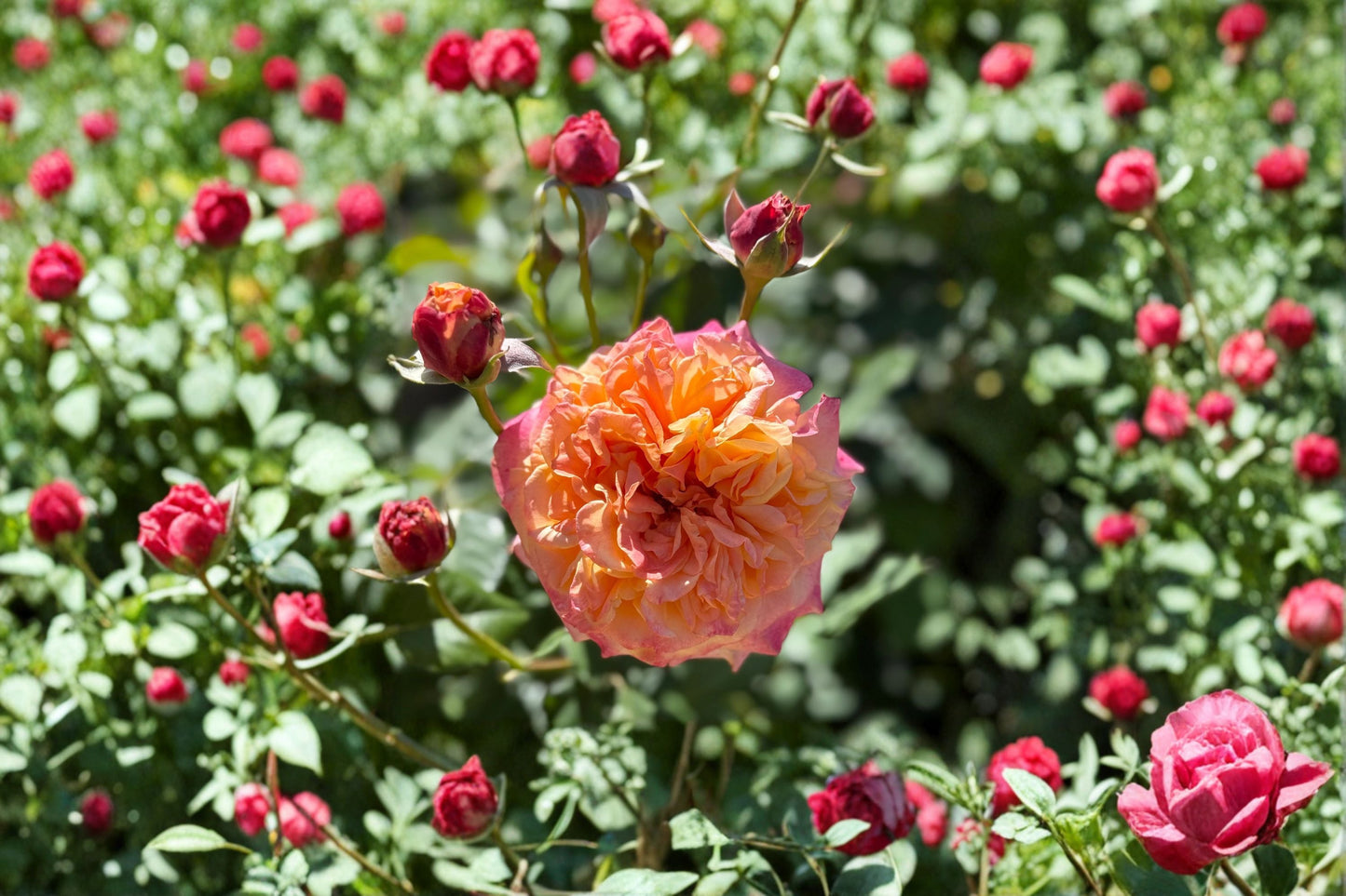 Crazy Love Rose Live Plant – 1.5 Gal Apricot Orange Rose with Fragrant Blooms, Lush Foliage, Garden Flower, Rosa hybrid