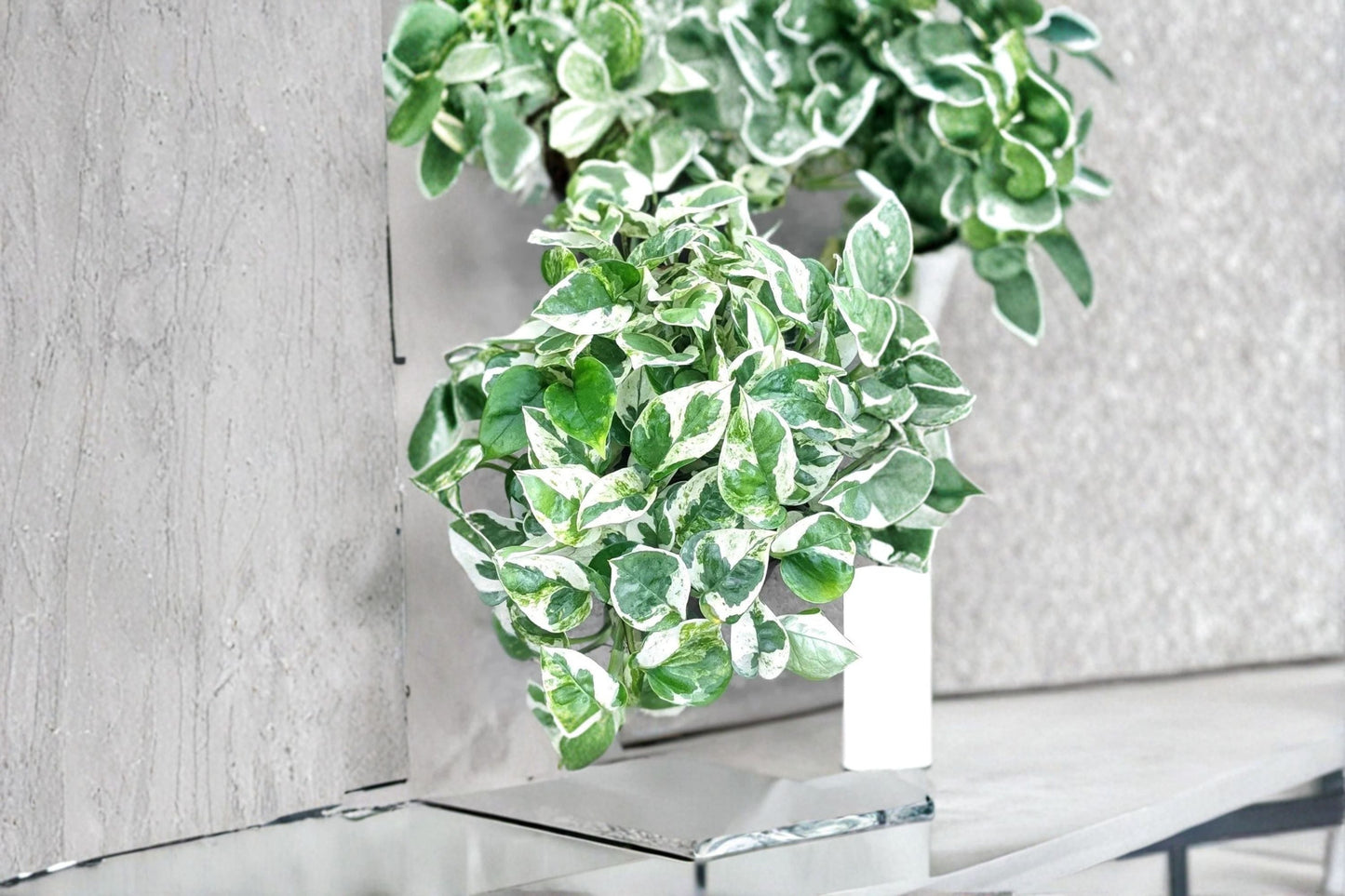 Pearls and Jade Pothos Cuttings – Epipremnum aureum ‘Pearls and Jade’ Variegated Houseplant, Green White Cream Foliage