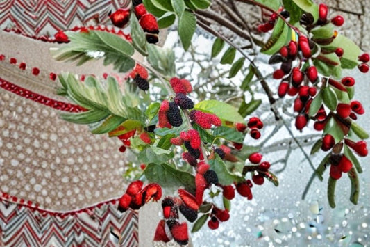 Illinois Everbearing Mulberry Live Plant – Morus alba x rubra Fruit Tree Starter for Home Garden and Small Orchard