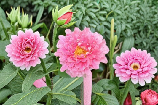 Live Rose Plant – Fancy Ruffle Repeat Blooming Fragrant Rose – Garden Patio Flower – Rosa hybrid