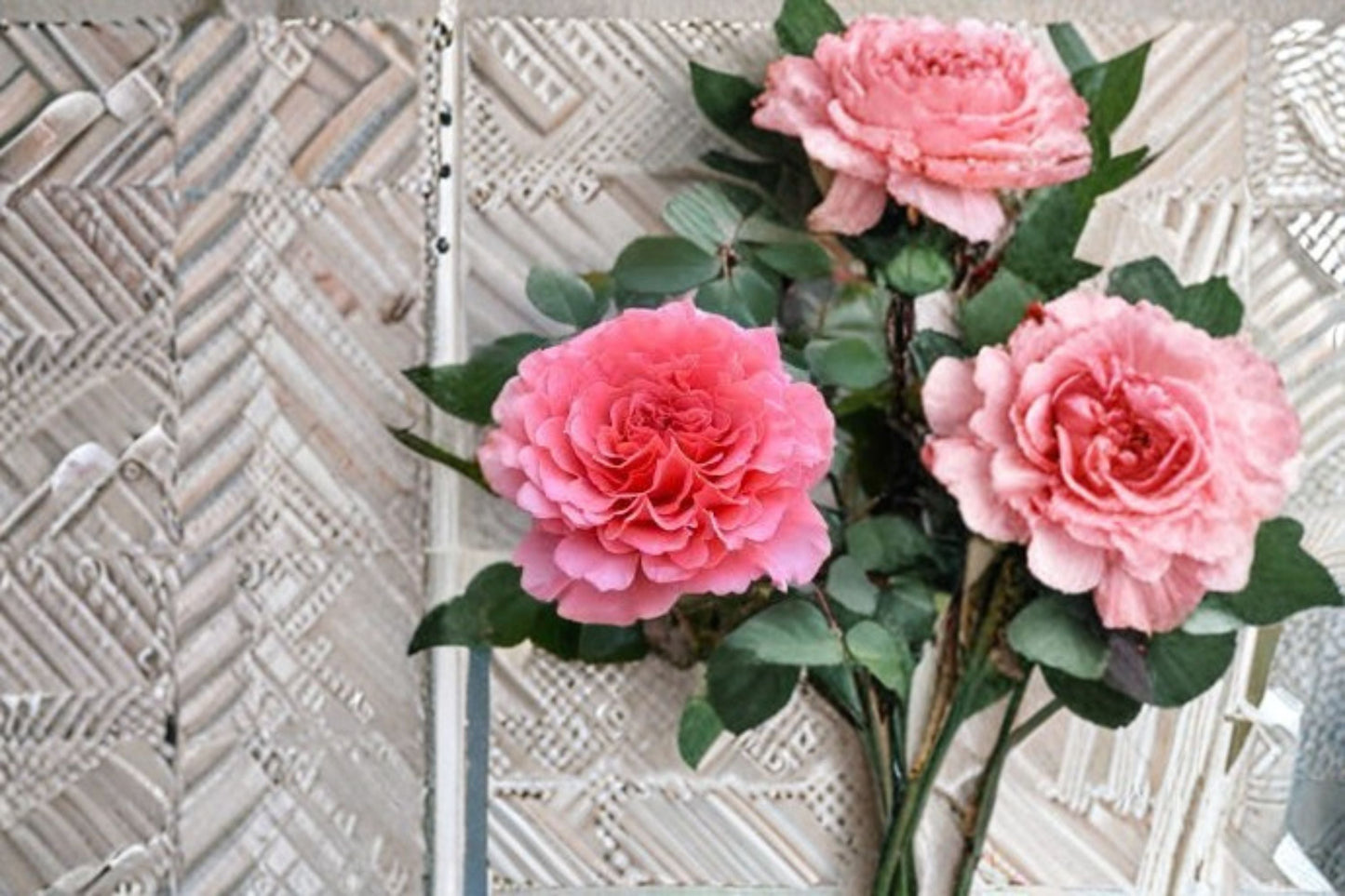 Laurent Cabrol Rose Live Plant – Fragrant Garden Rose with Vibrant Blooms – Rosa ‘Laurent Cabrol’