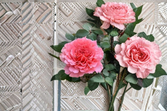 Laurent Cabrol Rose Live Plant – Fragrant Garden Rose with Vibrant Blooms – Rosa ‘Laurent Cabrol’