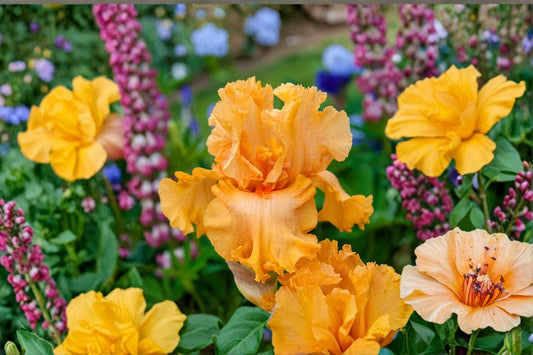 Orange King Iris Live Plant – Bearded Iris Perennial with Bright Orange Flowers – Iris germanica