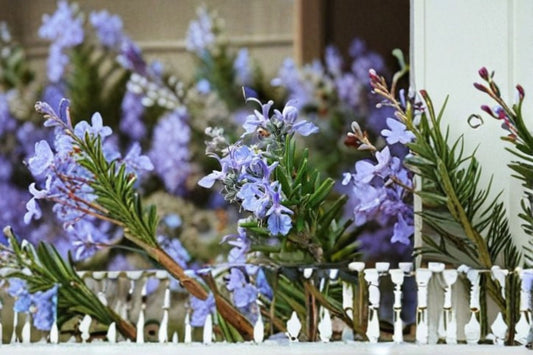 Ken Taylor Rosemary Plant – Rosmarinus officinalis ‘Ken Taylor’ – Aromatic Herb for Garden or Kitchen Windowsill