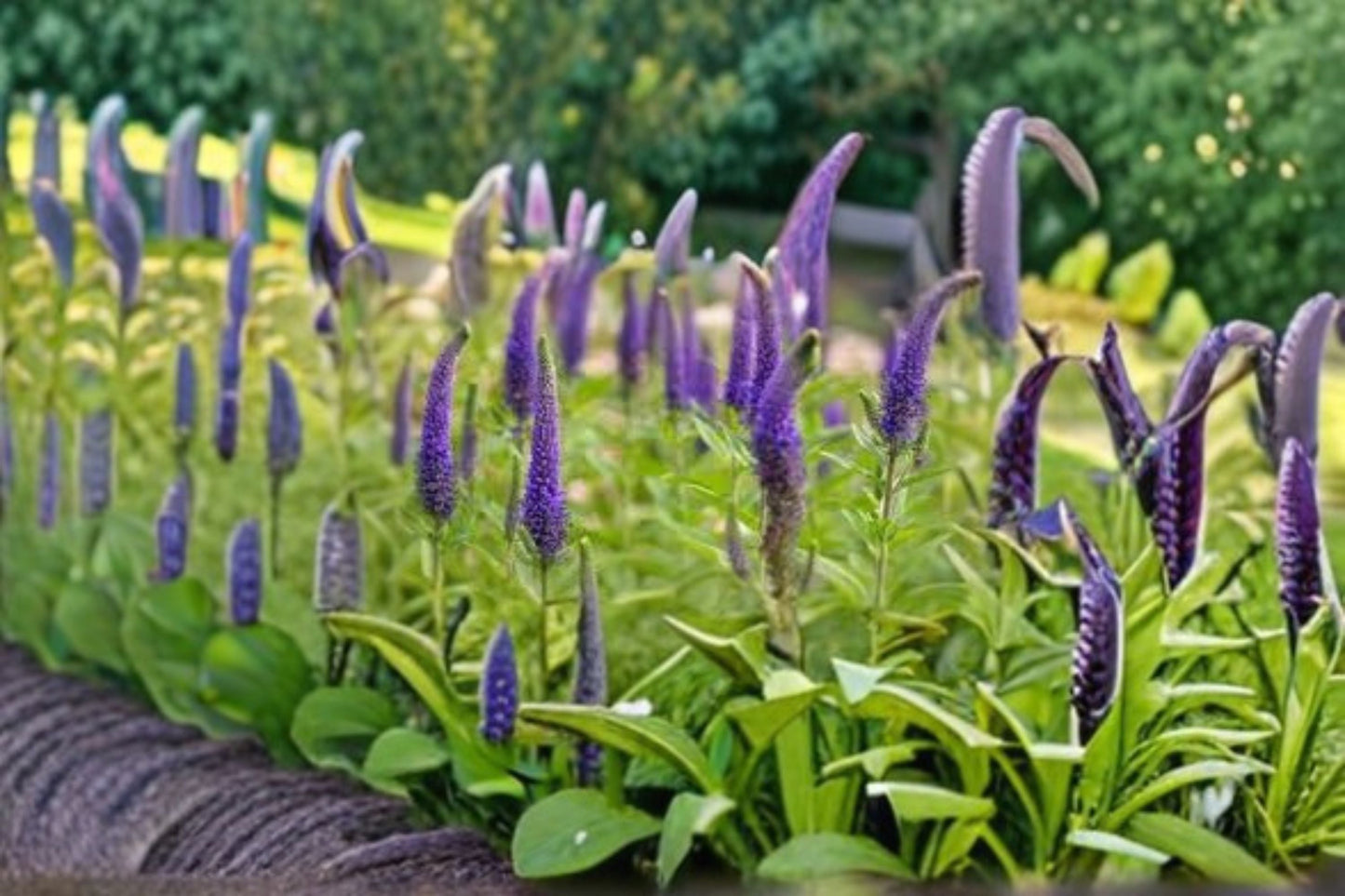 Veronica Speedwell Plant – Veronica spicata – Vibrant Perennial Flower for Garden, Pollinator Attracting, Easy Care