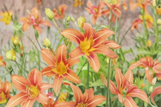 Orange Daylily Live Plant – Bare Root Perennial Flower – Bright Orange Blooming Hemerocallis fulva