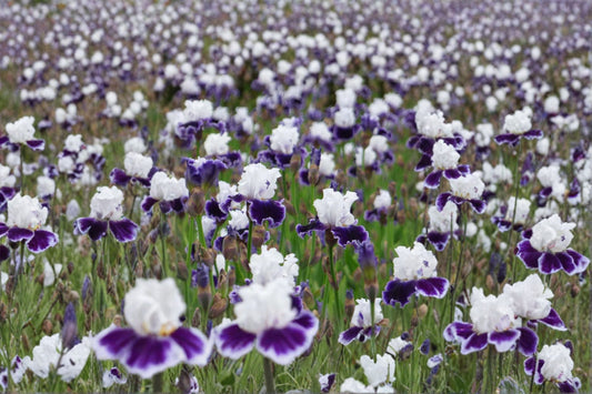 Local Ocean Iris Live Plant – Blue Violet Bearded Iris Perennial – Iris germanica for Garden, Flower Bed, or Landscape