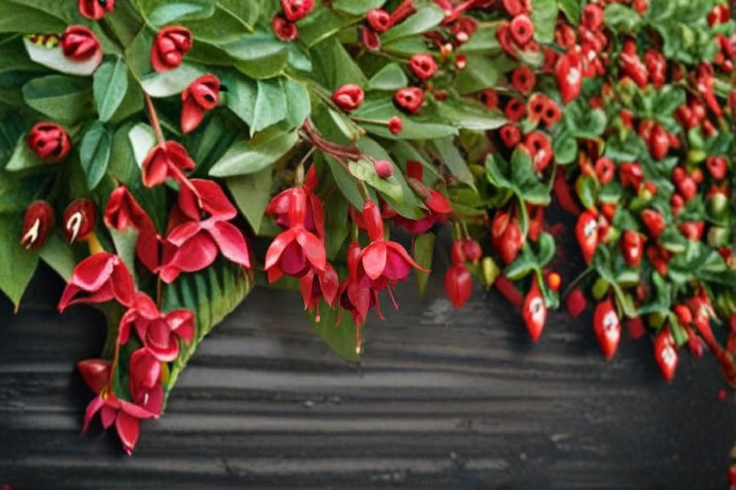 Fuchsia Marinka 1 Plant – Fuchsia hybrida, Vibrant Blooms, Hanging Basket, Container Plant, Attracts Hummingbirds