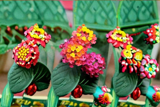 Lantana Plant Irene – Lantana camara ‘Irene’ – Colorful Flowering Shrub for Garden & Patio