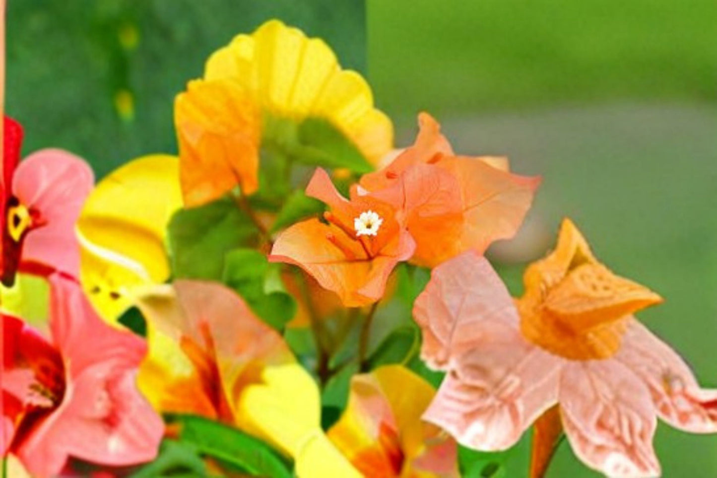 Bengal Orange Variegated Bougainvillea Live Starter Plug Plant – Rooted Ornamental Vine for Garden and Patio