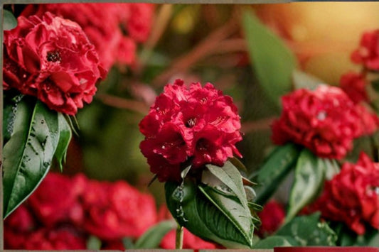Holden Red Rhododendron Live Starter Plant in L7 Pot – Rhododendron ‘Holden’ – Red Blooming Shrub for Garden Landscaping