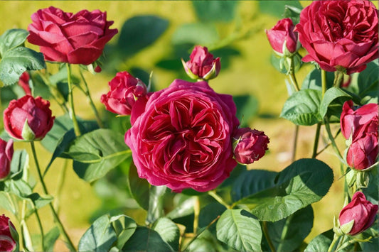 Marietta Tantau Rose Live Plant – Red Purple Hybrid Tea Rose – Garden Flower, Fragrant Blooms, Easy Care, Landscape Plant