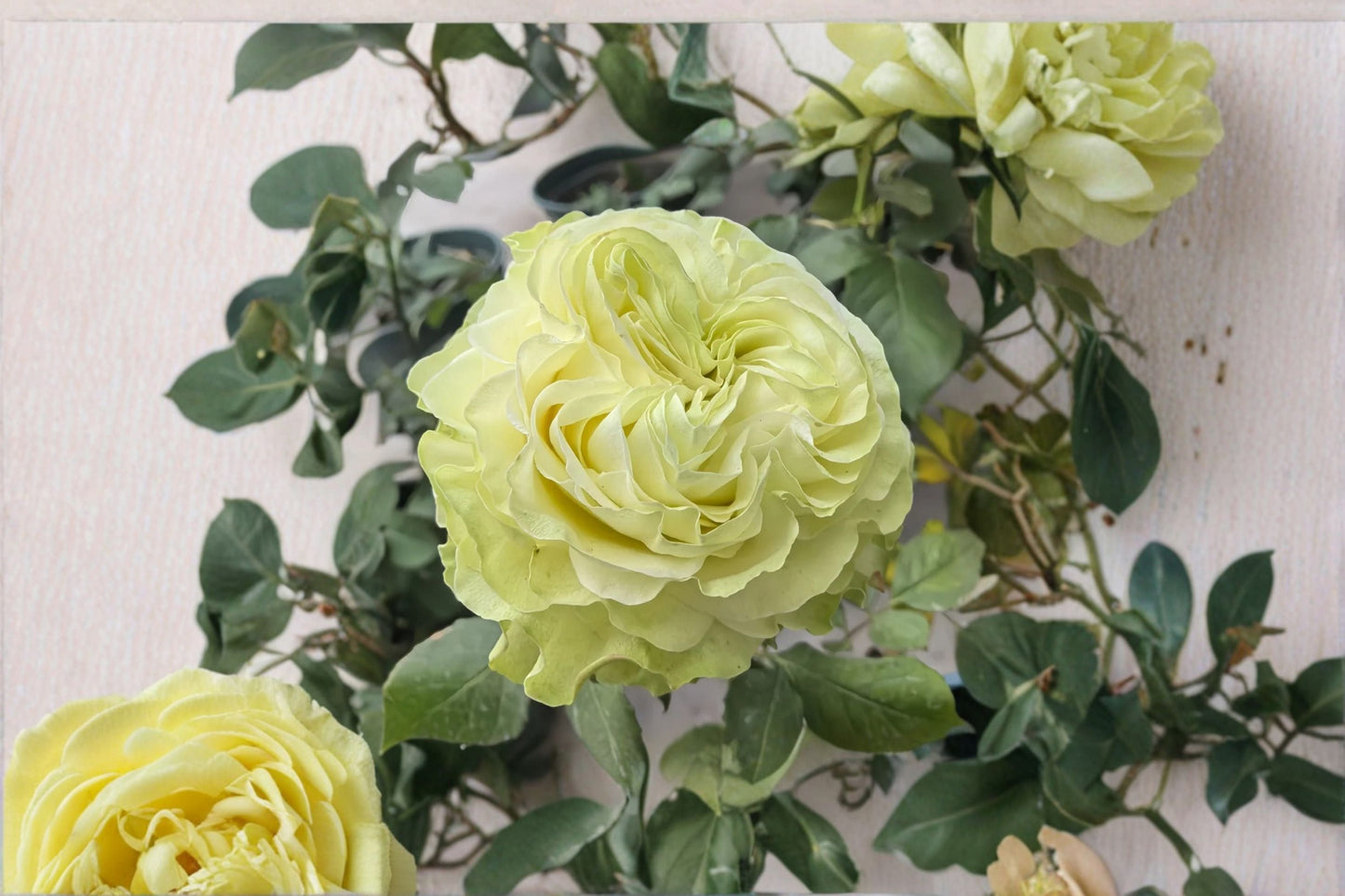 Jutta Rose Live Plant – Dutch Repeat Blooming Cut Rose – Vibrant Fragrant Garden Flower