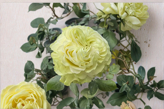 Jutta Rose Live Plant – Dutch Repeat Blooming Cut Rose – Vibrant Fragrant Garden Flower