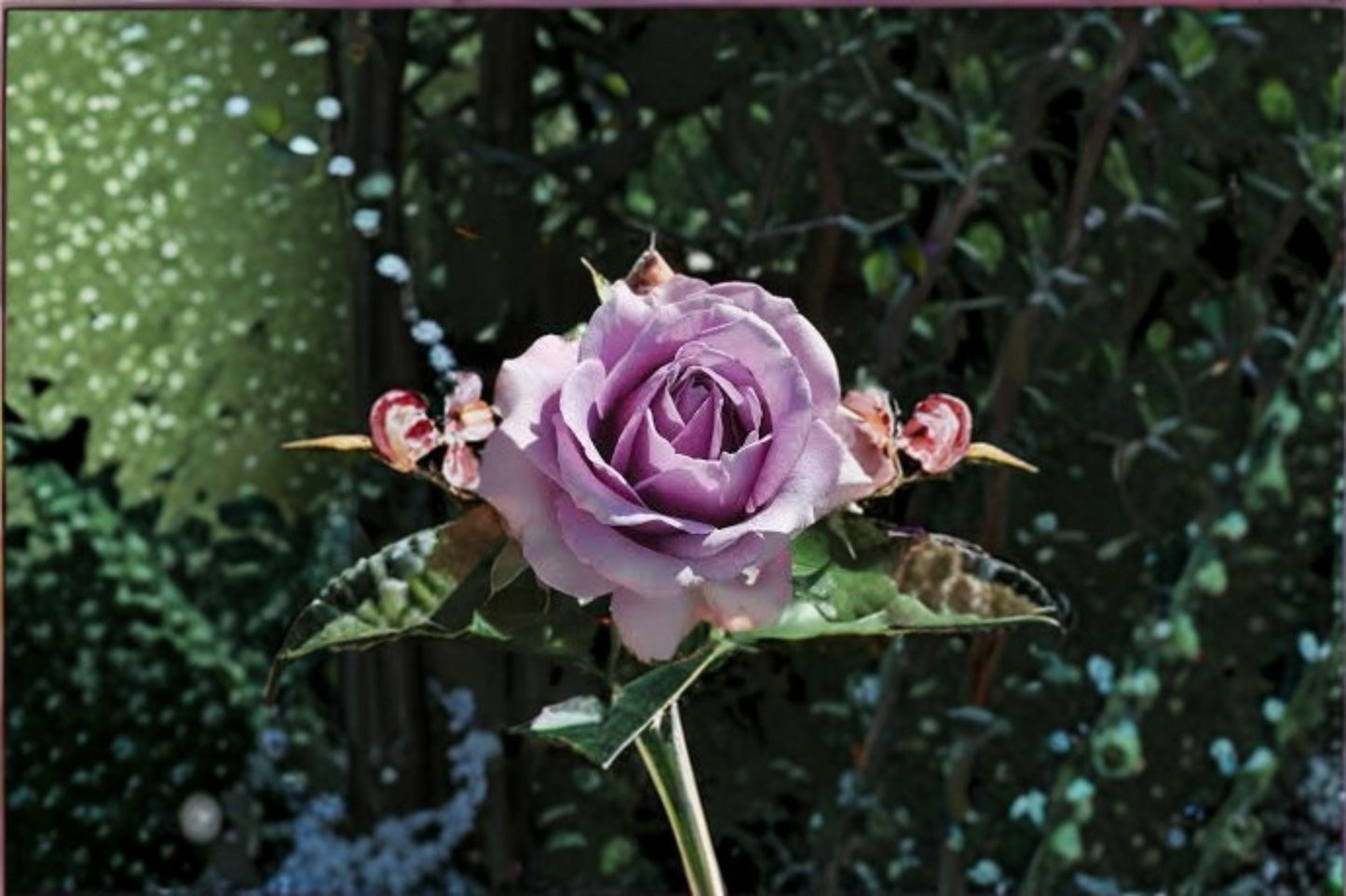 Quicksilver Climbing Rose Cuttings – Rosa ‘Quicksilver’ – Fragrant, Vigorous Garden Rose for Fences and Trellises