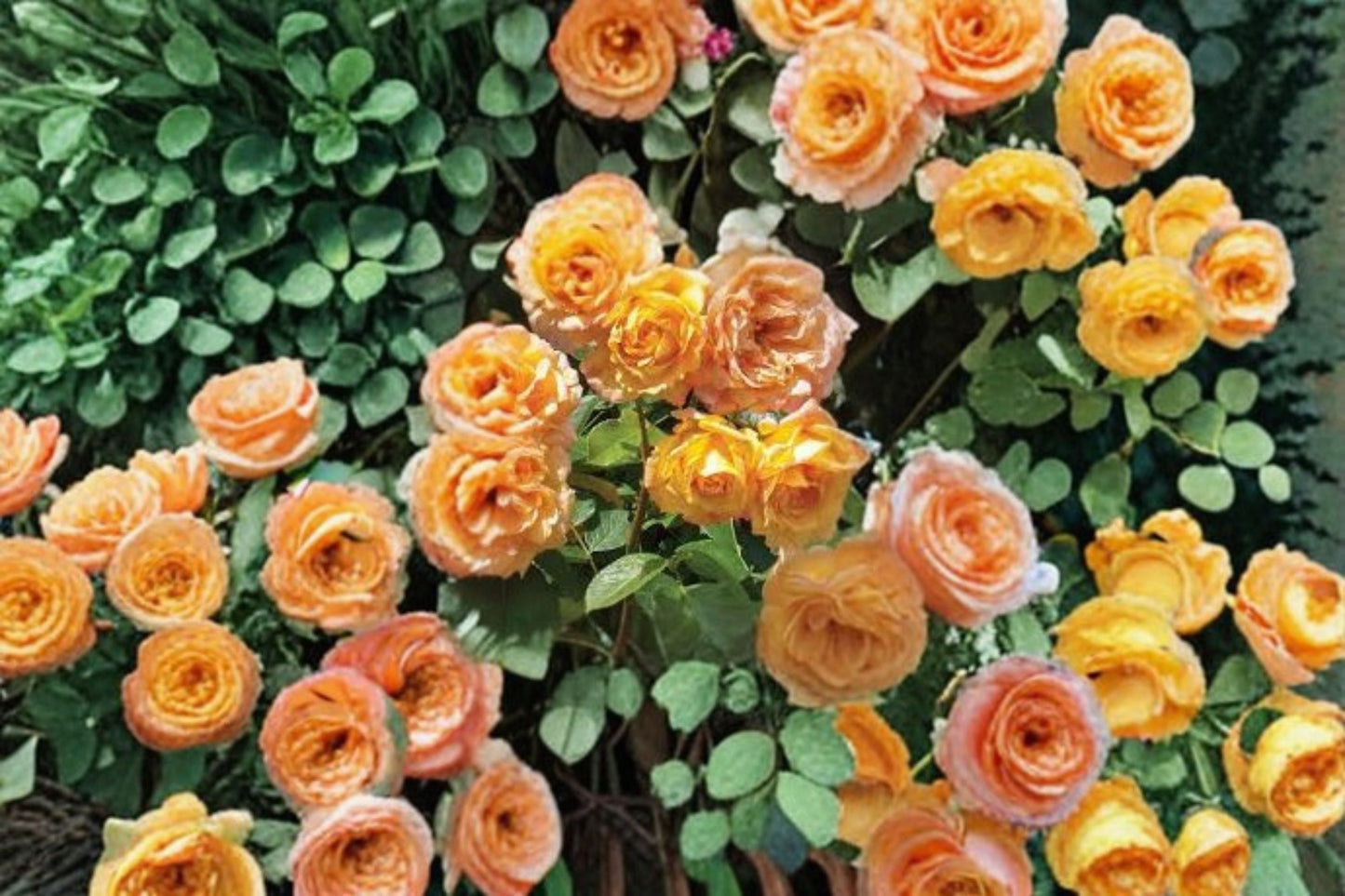 Garden Sun Climbing Rose Live Plant – 1.5 Gal Peach Apricot Blooming Rose Rosa hybrida