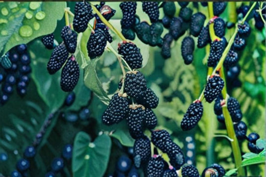Ouachita Blackberry Cuttings – Rubus fruticosus – Fruit-bearing Berry Plant for Garden, Hedge, or Berry Patch