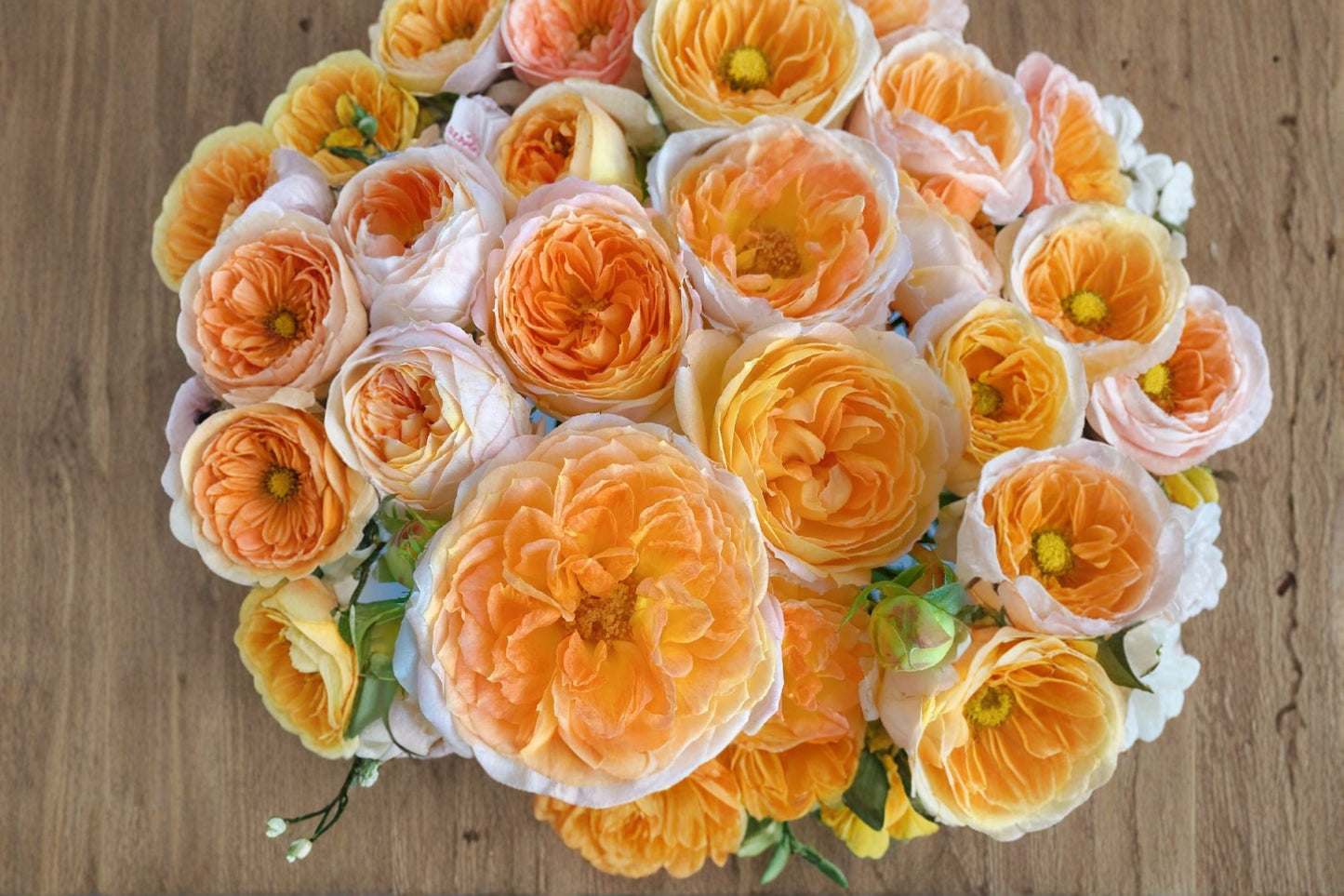 Princess Aiko Rose Live Plant – Salmon Pink Peony Rose – Vibrant Flowering Garden Plant – Rosa ‘Princess Aiko’