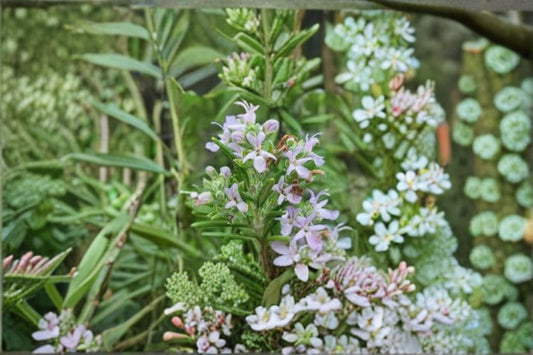 Huntington Carpet Rosemary Plant – Rosmarinus officinalis ‘Huntington Carpet’ – Aromatic Evergreen Ground Cover for Gardens and Containers