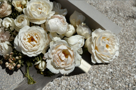 Kashou Japanese Rose Live Plant – Fragrant Hybrid Tea Rose – Own Root Garden Flower – Vibrant Blooming Rose Plant