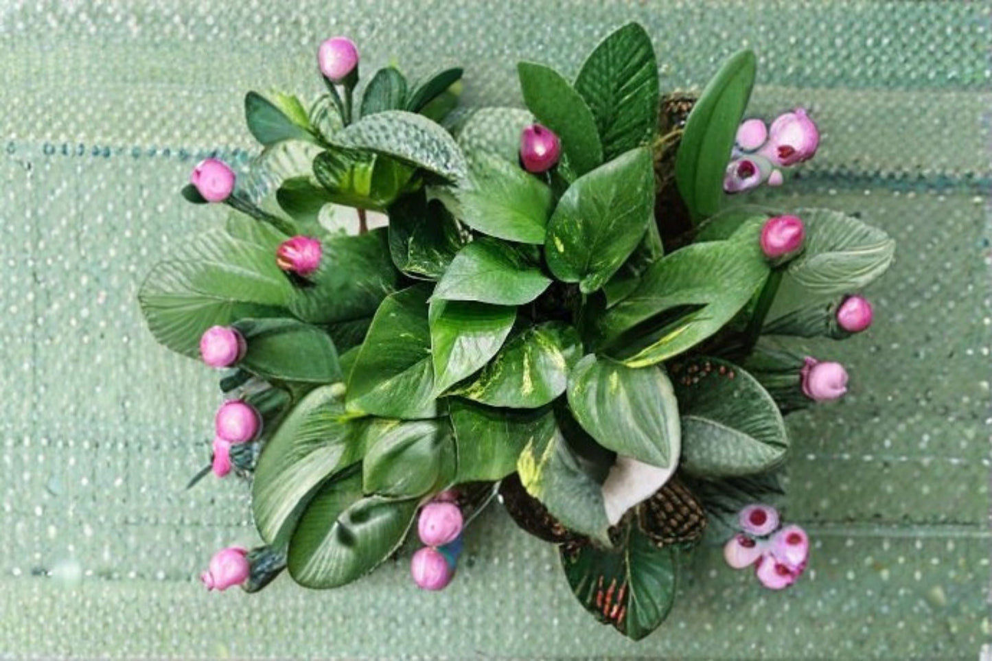 Golden Pothos Rooted Cutting – Epipremnum aureum Devil's Ivy, Indoor Plant, Trailing Houseplant, Low Maintenance, Variegated Green Leaves