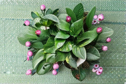 Golden Pothos Rooted Cutting – Epipremnum aureum Devil's Ivy, Indoor Plant, Trailing Houseplant, Low Maintenance, Variegated Green Leaves