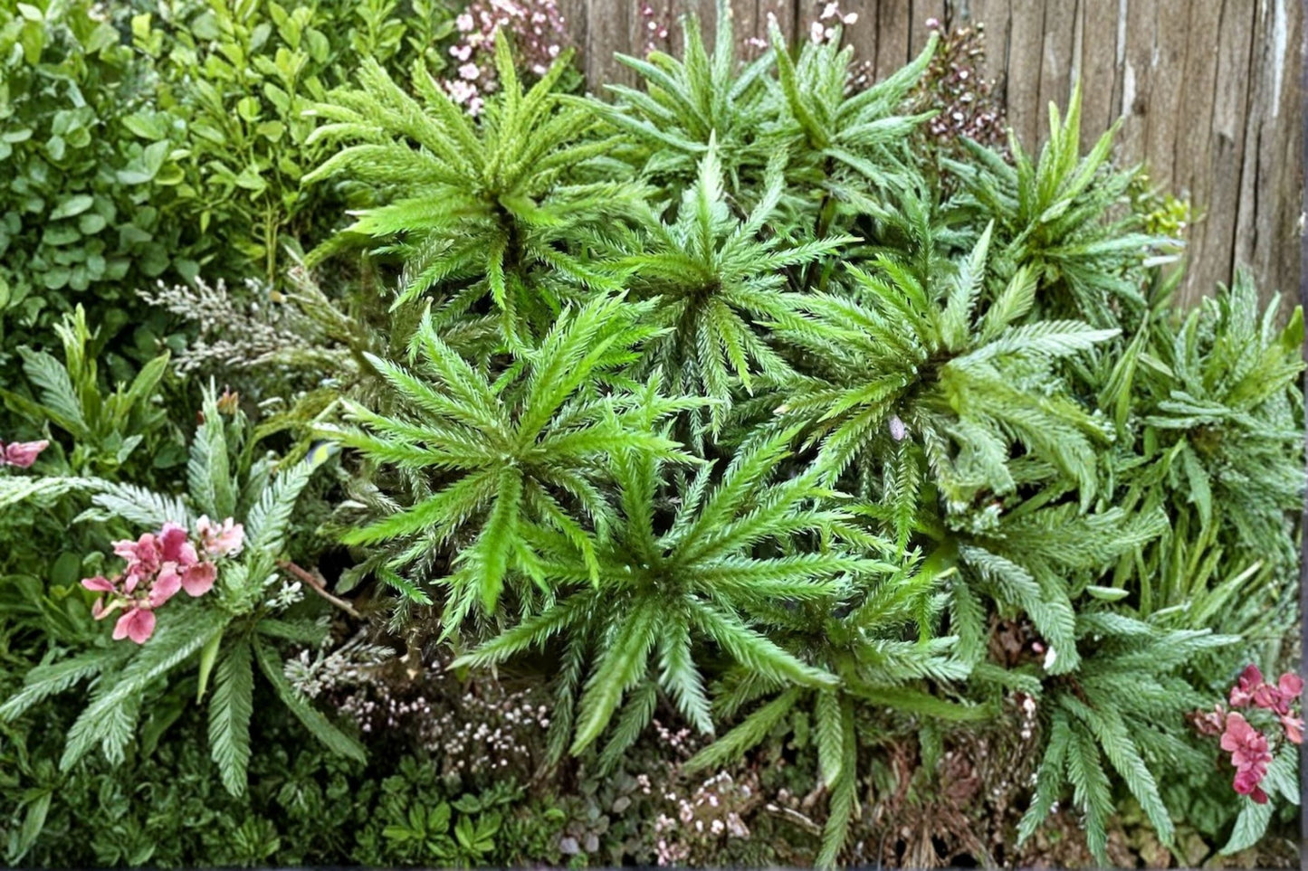 Climacium Tree Moss Plant – Climacium dendroides, Green Moss for Terrariums, Gardens & Decor