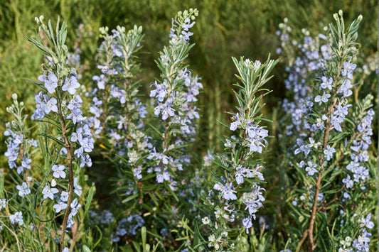 Irene Rosemary Plant – Rosmarinus officinalis ‘Irene’ – Aromatic Herb for Garden or Kitchen Windowsill