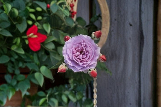 Novalis Rose Live Plant – Fragrant Own Root Shrub Rose – Vibrant Blooms, Easy Care, Garden Flower, Rosa ‘Novalis’