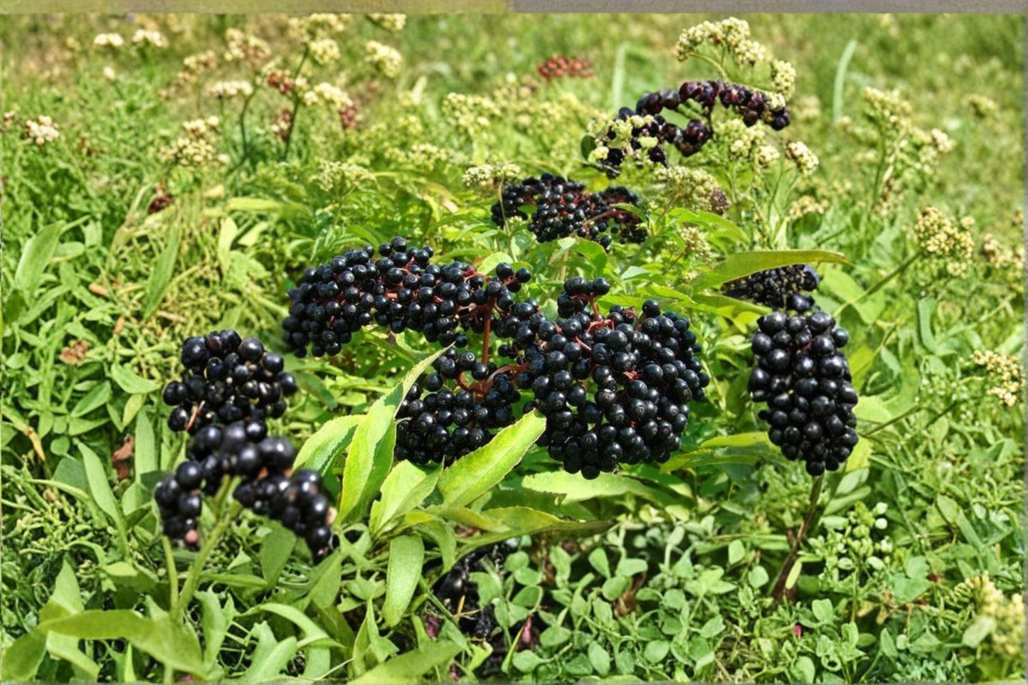 American Elderberry Live Plant – Well Rooted Sambucus canadensis Shrub for Garden, Attracts Birds & Pollinators