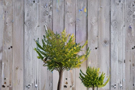 Gulf Stream Heavenly Bamboo Plant – Nandina domestica ‘Gulf Stream’ – Colorful Foliage for Gardens & Containers