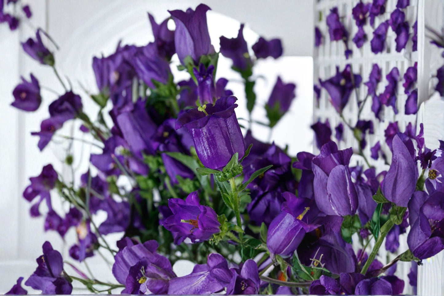 Campanula Champion II Plant – Blue Bell-Shaped Flowers – Campanula medium – Garden, Container, Flowering Perennial