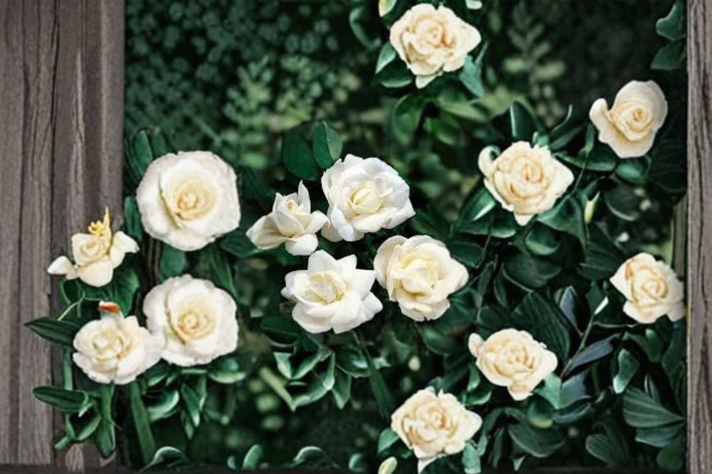 White Dawn Climbing Rose Live Starter Plant – Rosa Own Root, Fragrant White Blooms, Garden Climber