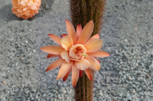 Hildewintera Hybrid Cactus Cutting – Humkes Röschen 1 – Succulent Plant for Collection and Decor