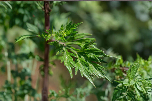 Mugwort Live Plant Clump – Edible Artemisia Herb for Culinary & Medicinal Use, Easy-to-Grow Herb Garden Plant