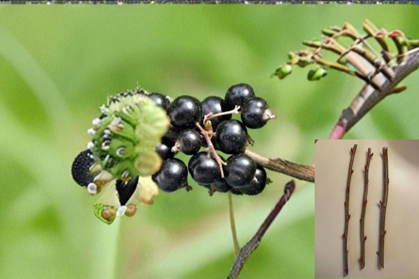Black Currant Cuttings 10 Pack Ribes nigrum, Fruit-bearing Bush for Garden, Edible Berries, Plant Propagation
