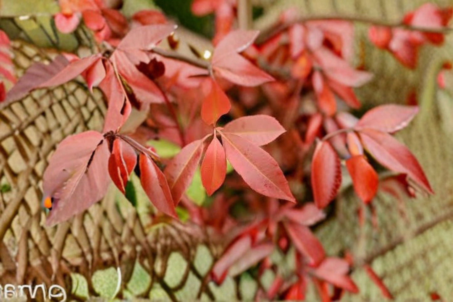 Red Tip Photinia Live Plant – Evergreen Hedge Shrub with Red-Tipped New Growth – Photinia x fraseri