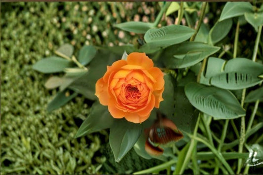 Honey Caramel Climbing Rose Live Plant – French Repeat Blooming Rose with Fragrant Honey-Colored Flowers