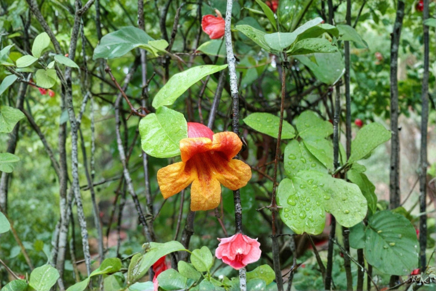 Crossvine Cuttings 12 Pack Bignonia capreolata Evergreen Vine for Garden Trellises Fences