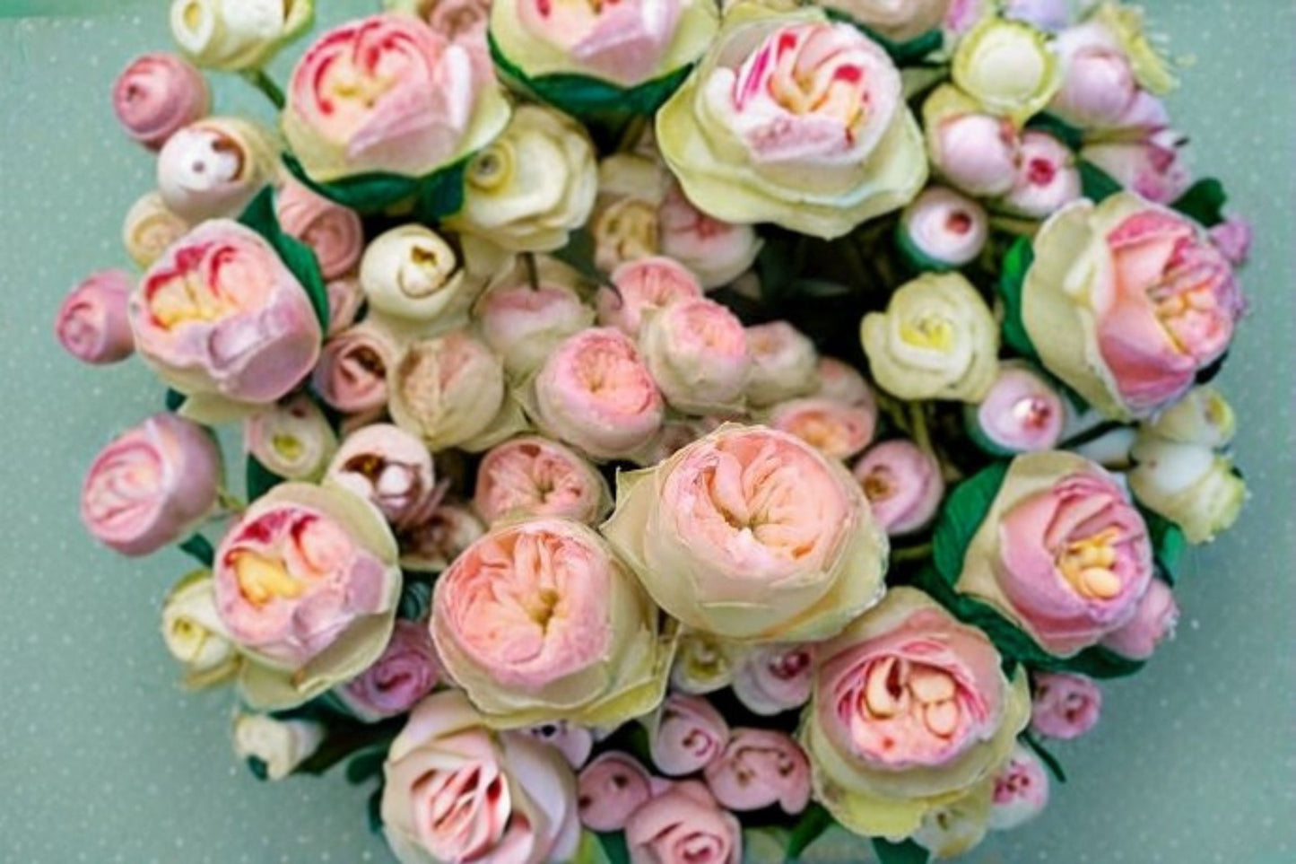 Pinky Pie Rose Live Plant – Pink Cream Garden Rose – Fragrant Blooming Rose – Rosa 'Pinky Pie'