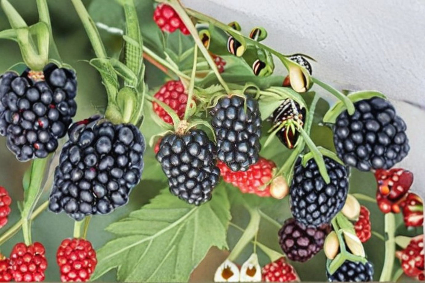 Apache Blackberry Live Plant – Thornless Bramble with Sweet Juicy Fruit – Rubus fruticosus var. Apache