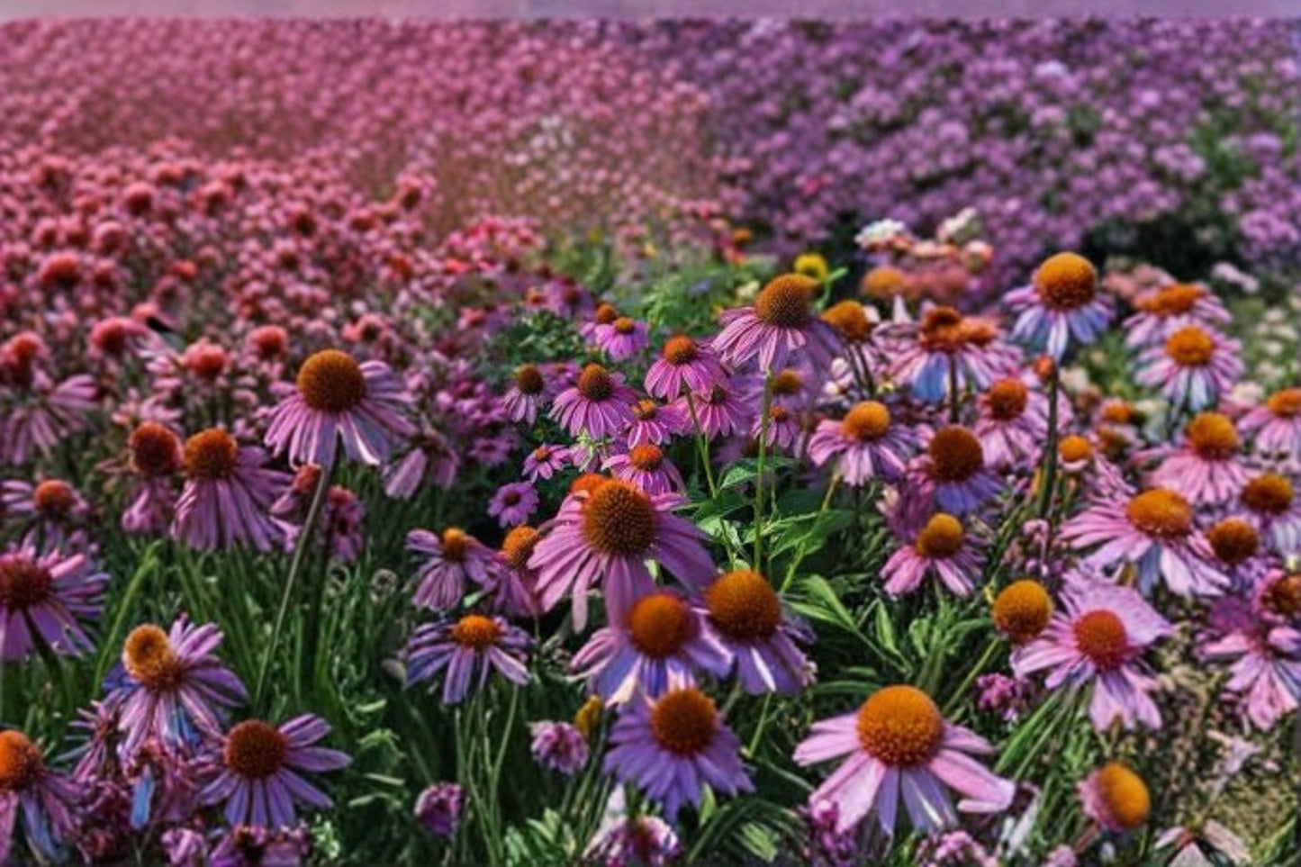 Purple Coneflower Plant – Echinacea purpurea – Vibrant Purple Perennial for Pollinators and Low Maintenance Gardens
